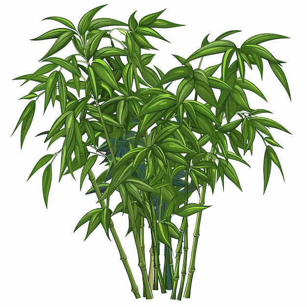 Bamboo plant