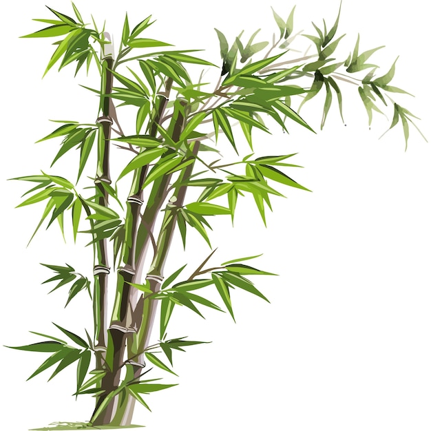 bamboo tree illustration for frame and decoration