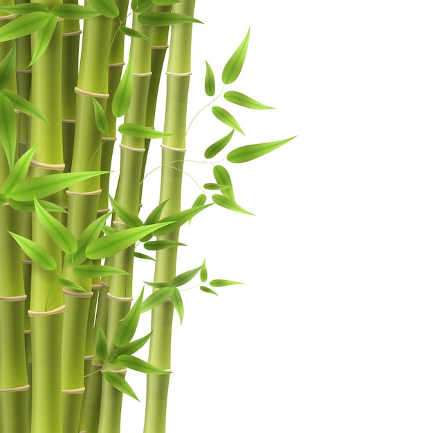 Bamboo tree leaf, plant stem and stick.