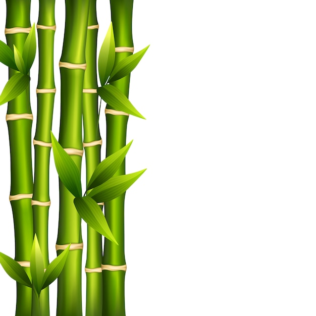 Bamboo on a white background