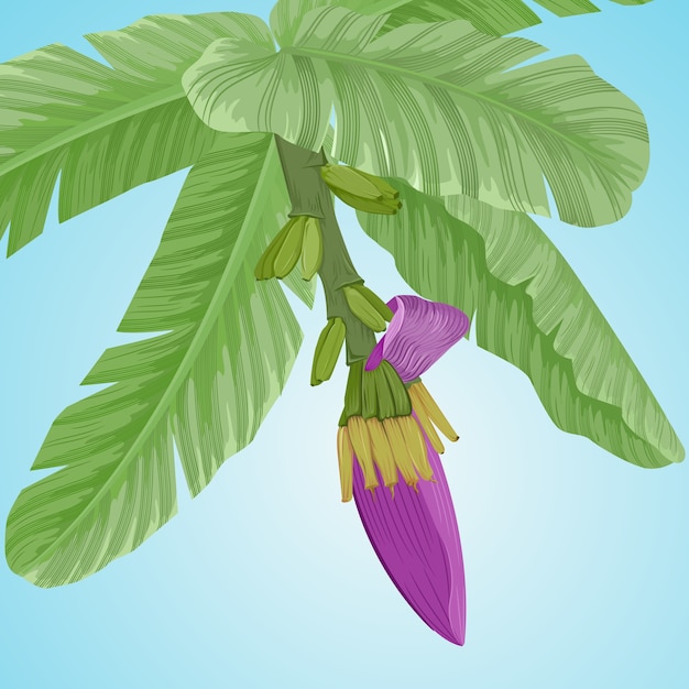 Vector banana flower and leaves on blue background vector design.