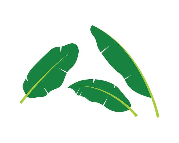 Banana leaves element vector icon illustration design