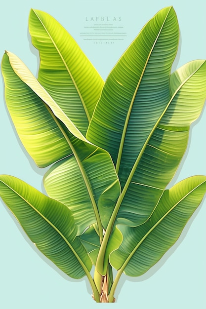 Banana leaves in various patterns