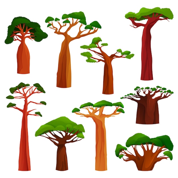 baobab tree or monkey bread tree set. monkey breadfruit or ancient plant with trunk and green leaves