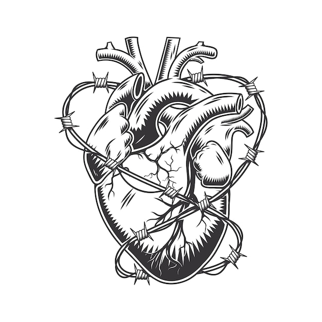 Barbed wire heart anatomically hand drawn line art. vintage Flash tattoo or print design vector illustration.