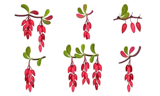 Barberry Bunches Hanging from Green Twigs Vector Set