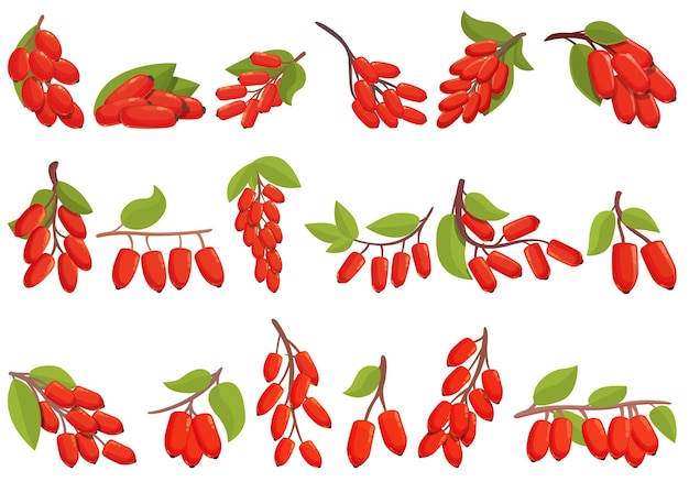 Barberry icons set cartoon vector. Goji berberine