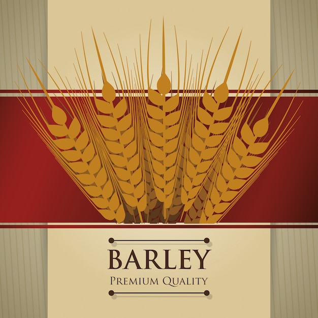 Barley design 