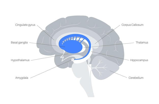 Basal ganglia and limbic system. Human brain anatomy. Cerebral cortex and cerebellum vector