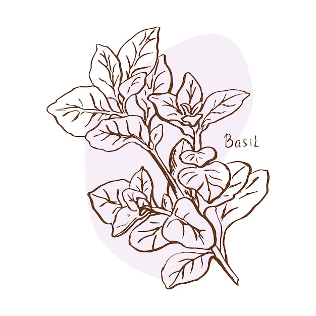 Basil branch spices vector illustration hand drawn in doodle sketch style