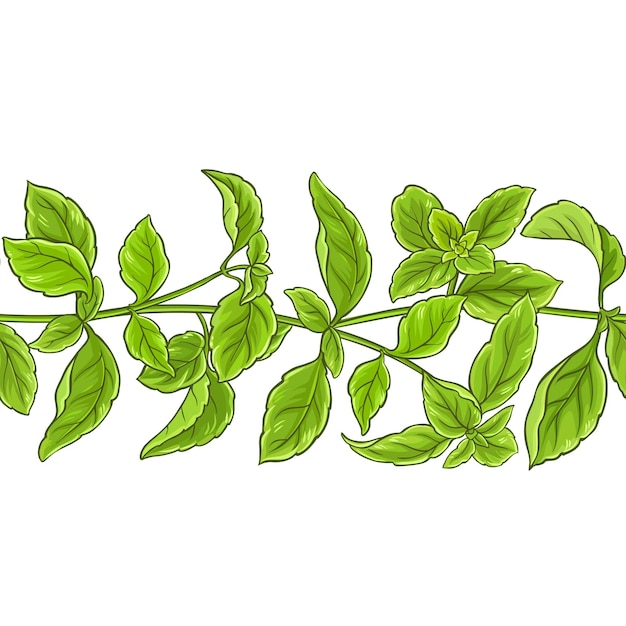 Basil plant vector pattern