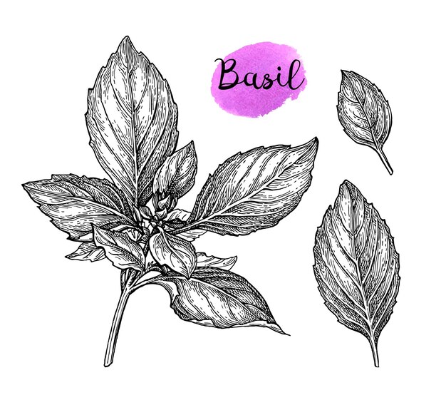 Vector basil set. vintage style ink drawing.