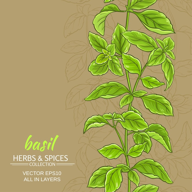 Basil vector background