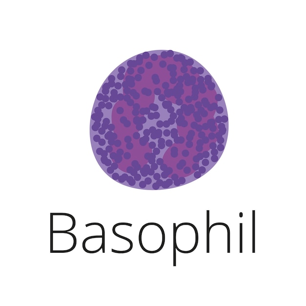 Basophil illustration White blood cell with blue granules Leukocyte with granules of histamin Vec