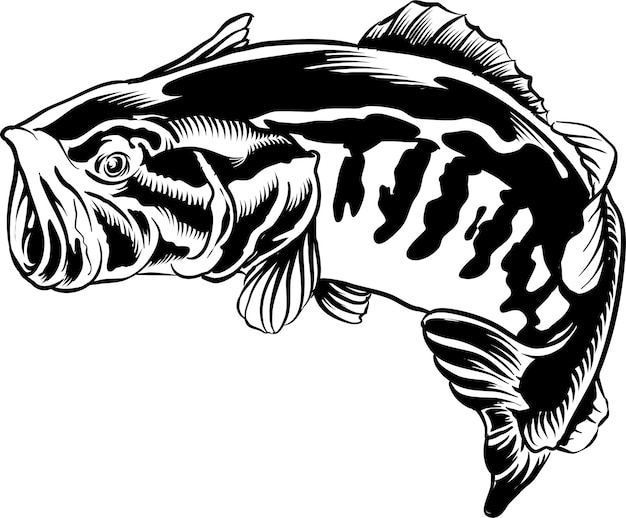 Bass Fish in Black and White Illustration