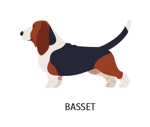 Basset Hound. Cute funny hunting dog or scenthound with large ears and short legs isolated on white background. Adorable purebred domestic animal or pet. Vector illustration in flat cartoon style.