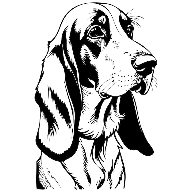 Basset Hound portrait sketches hand drawn animal illustration transparent background