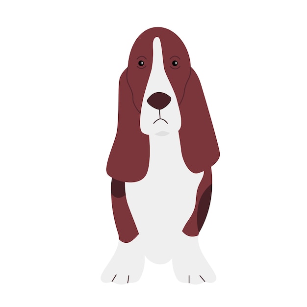 Basset hound puppy dog