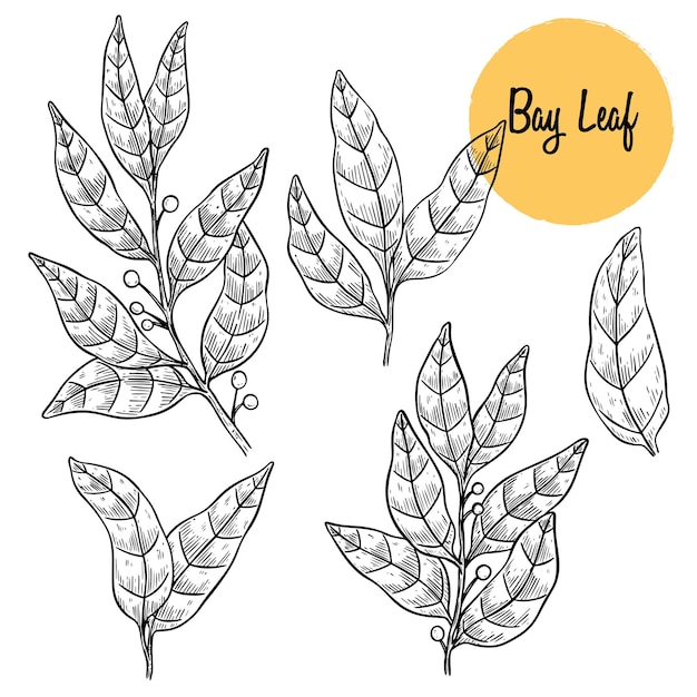 Bay leaf vector hand drawn illustration set Isolated spice object Engraved style seasoning laurel