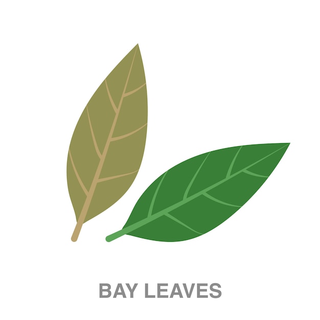 Bay leaves illustration on transparent background