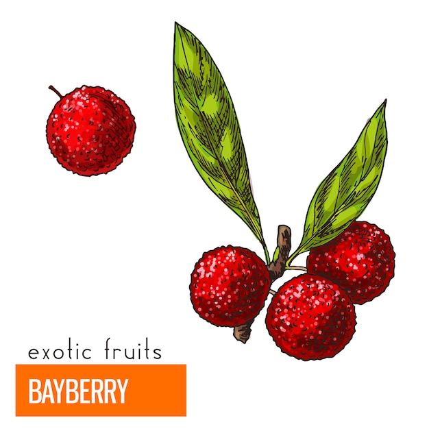 Bayberry. Color vector illustration.