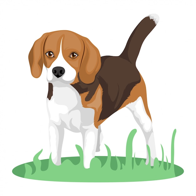 Beagle dog