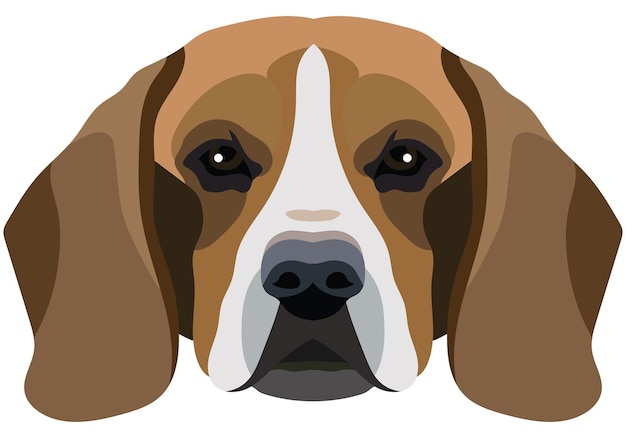 Beagle face Vector portrait of a dog head isolated on white background