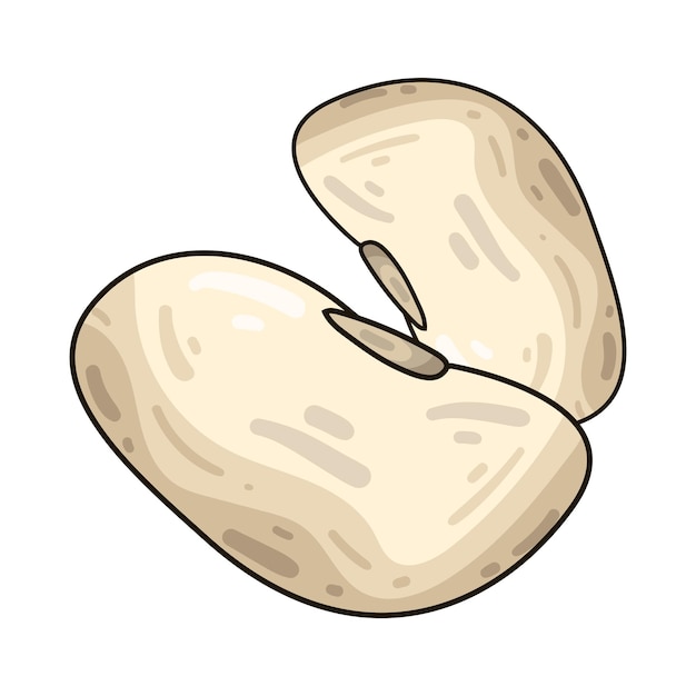 Bean illustration