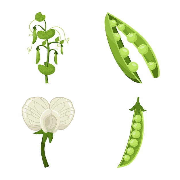 Bean and peas of vegetable cartoon icon set. isolated illustration peas plant of garden. Icon set of bean vegetable.