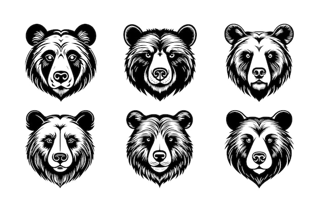 Vector bear vector illustration