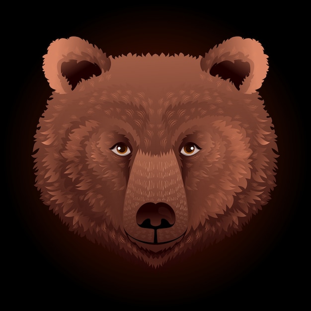 Vector bear wild animal face.