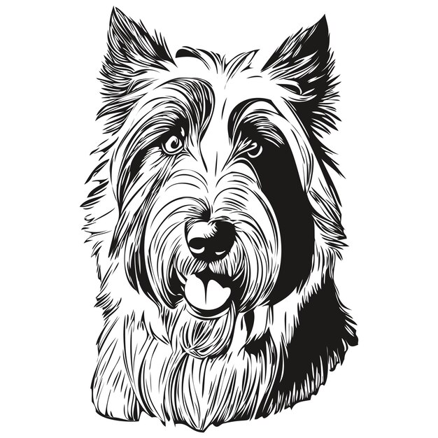 Vector bearded collie dog pencil hand drawing vector outline illustration pet face logo black and white realistic pet silhouette