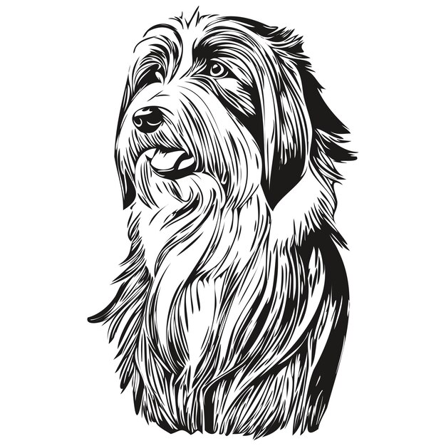 Vector bearded collie dog pet sketch illustration black and white engraving vector sketch drawing