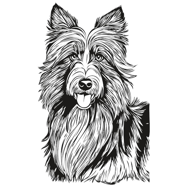 Bearded Collie dog vector graphics hand drawn pencil animal line illustration realistic pet silhouette