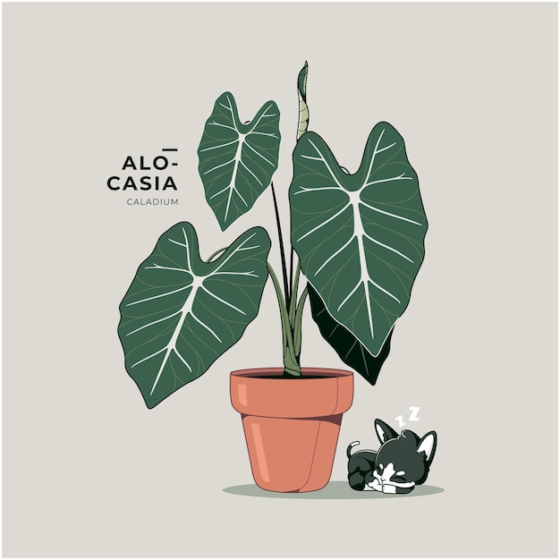 beautiful alocasia plant illustration background