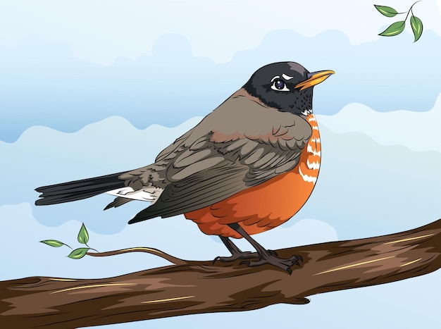 beautiful american robin bird