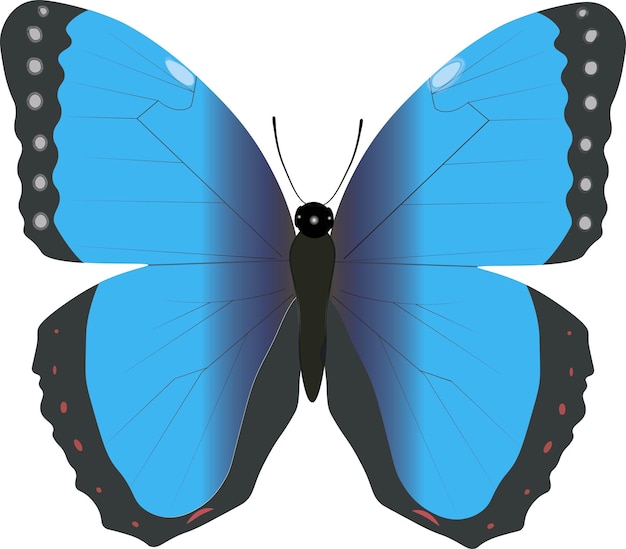 Beautiful blue butterfly isolated on white background. Morpho peleides vector illustration. Insect