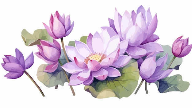 Vector beautiful bouquet of lilac lotus flowers buds and leaves isolated on white background