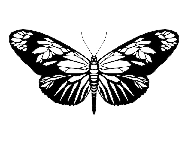 Beautiful Butterfly silhouette art illustration