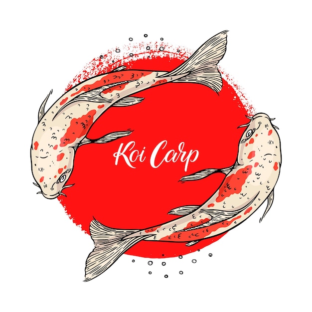 Beautiful card of koi carps and red circular stroke. Hand-drawn illustration