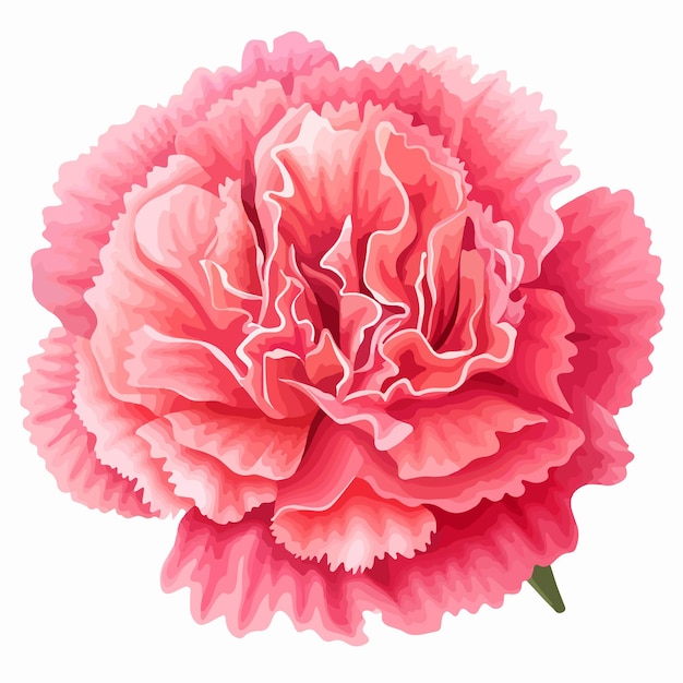 Vector beautiful carnation flower vector illustration isolated on white background