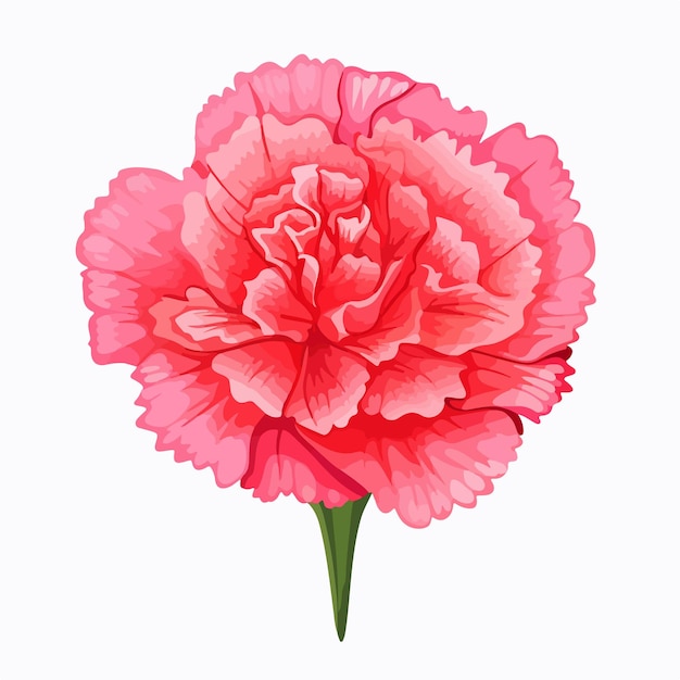 Vector beautiful carnation flower vector illustration isolated on white background