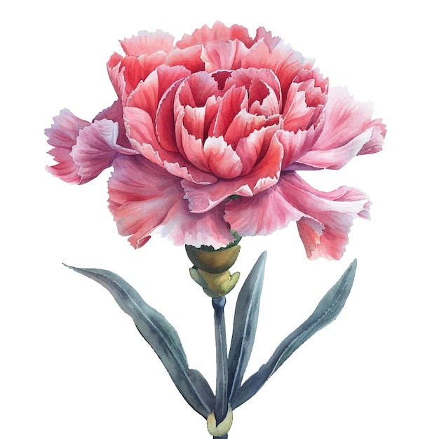 beautiful carnation flower vector illustration in watercolour style