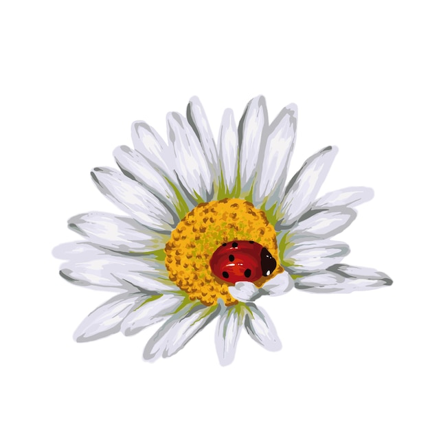 Beautiful chamomile and ladybug Flowers and plants Vector illustration for a postcard or poster