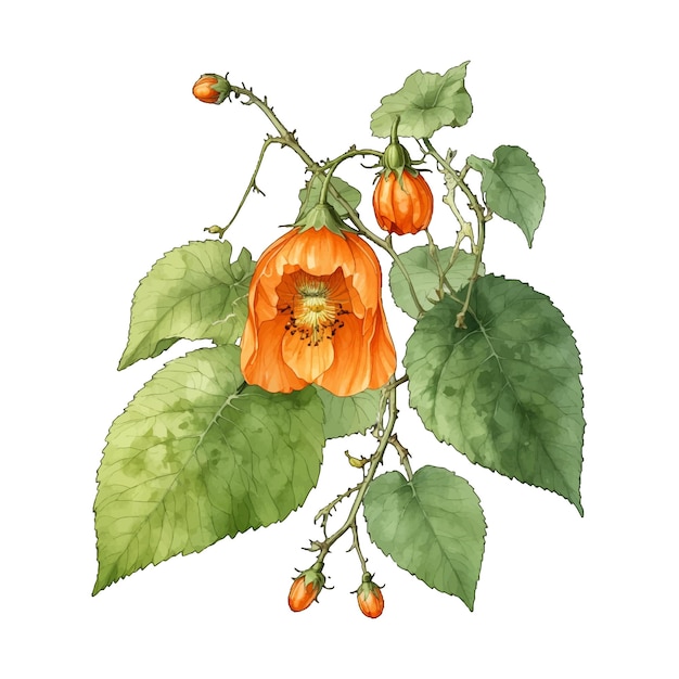 Beautiful Chinese Lantern Abutilon pictum Old Engraved Vector Flower