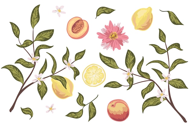 Beautiful clip art set with peach, lemon, flowers and leaves. Colorful hand drawn vector. Perfect for wedding invitations, greeting cards, natural cosmetics, prints, posters, packing and tea