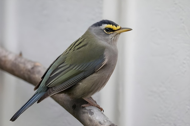 Beautiful colored bird sitting on a tree branch