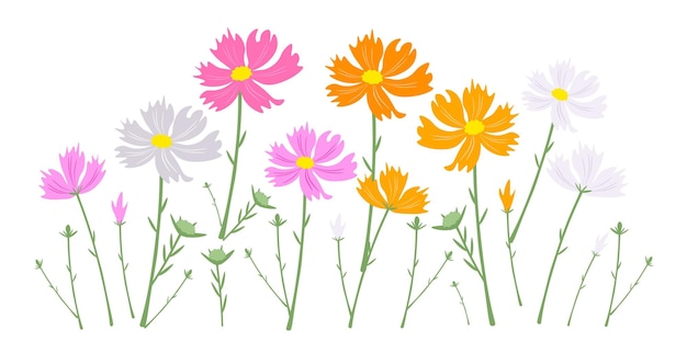 Beautiful Colorful Cosmos Flowers on White Background