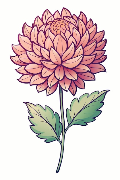 beautiful colorful illustration of crysanthemum flower