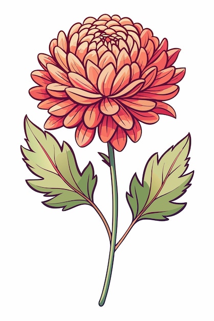 beautiful colorful illustration of crysanthemum flower